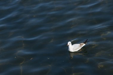 martı görünümünü su yüzeyi güneş ışığı altında