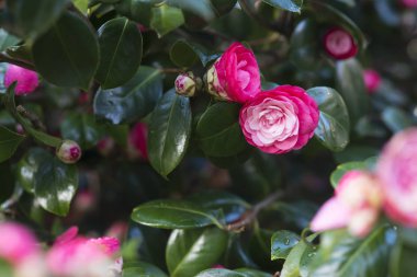 yeşillikler içinde Pembe çiçek çiçeklenme