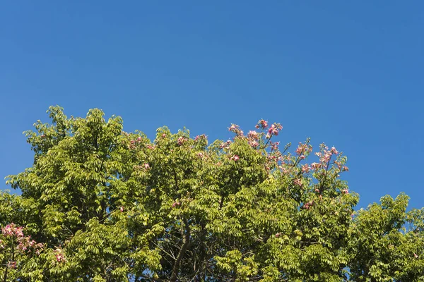 Sol Iluminado Folhagem Verde Céu Azul — Fotografia de Stock