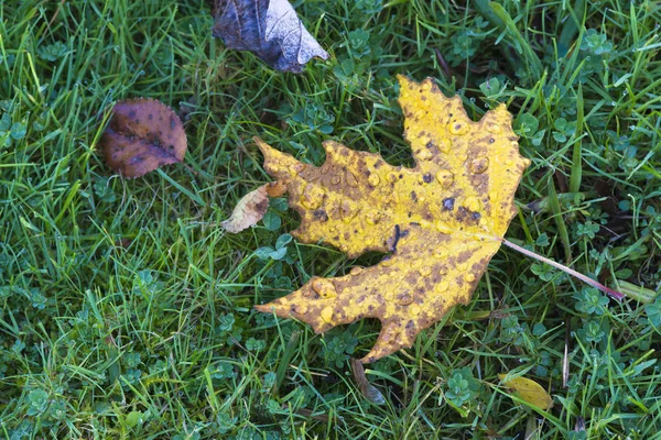 Folhas Outono Caídas Grama Verde — Fotografia de Stock
