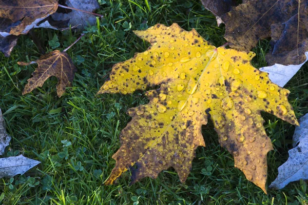 Podzimní Listí Zelené Trávě — Stock fotografie