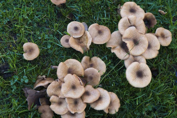 Wild Mushrooms Growing Green Grass — Stock Photo, Image