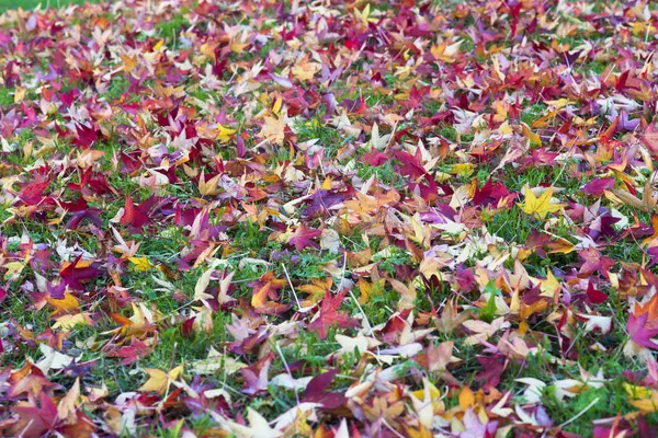 地面に落ち葉 秋の背景 — ストック写真