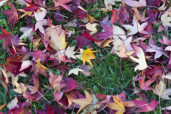 地面に落ち葉 秋の背景 — ストック写真