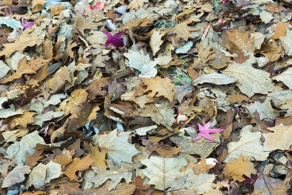 Spadlé Listí Zemi Autumní Pozadí — Stock fotografie