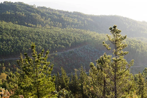 sun lighted green trees with hills on background