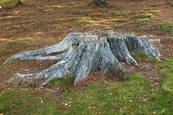 Alter Baumstumpf Umgeben Von Grünem Gras — Stockfoto