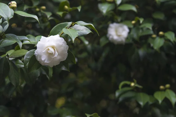 Fleur Blanche Fleurie Dans Feuillage Vert — Photo