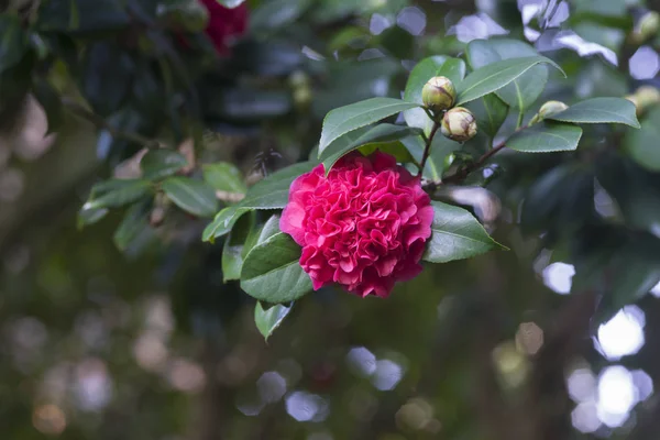Kwitnący Różowy Kwiat Zielonych Liści — Zdjęcie stockowe