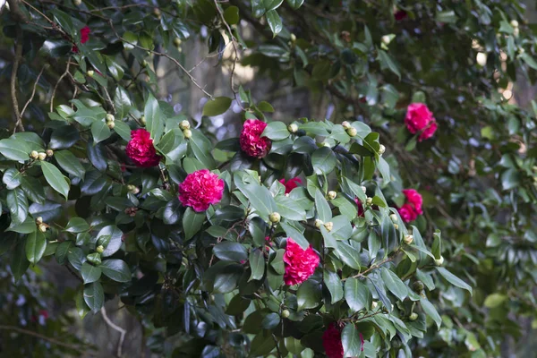 Kwitnące Różowe Kwiaty Zielonych Liści — Zdjęcie stockowe