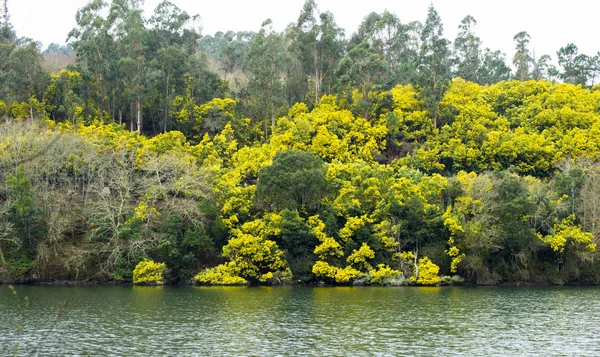 Exuberantes Plantas Verdes Que Crecen Sobre Agua Del Río — Foto de Stock