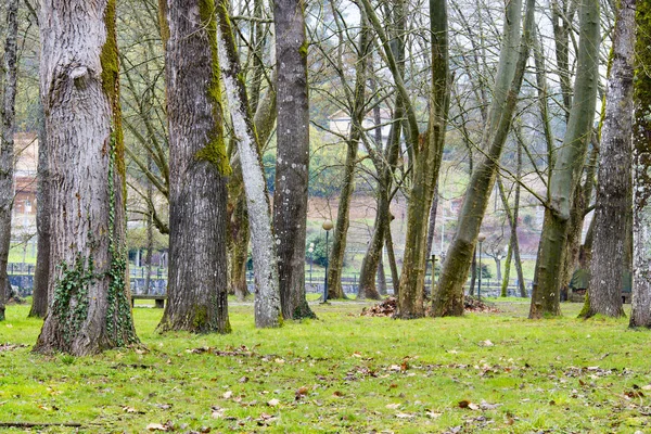 Saftig Grünes Gras Und Bäume Park — Stockfoto