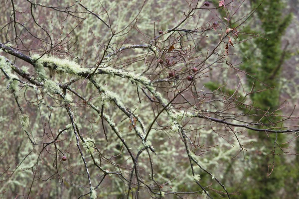 Escena Del Bosque Con Ramas Árboles Cubiertas Musgo — Foto de Stock