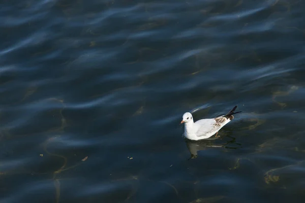 Vista Gaviota Superficie Del Agua Luz Del Sol — Foto de Stock