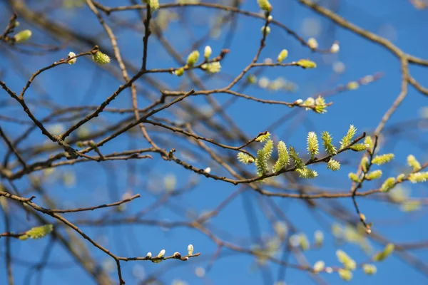 Folhas Verdes Jovens Galhos Árvore Luz Solar — Fotografia de Stock