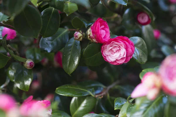 Blooming Pink Flowers Lush Greenery — Stock Photo, Image