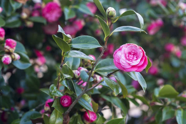 Kwitnące Kwiaty Różowy Bujną Roślinnością — Zdjęcie stockowe