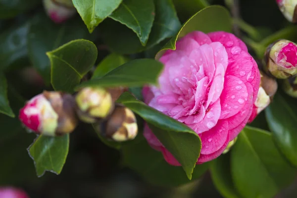 Flores Rosadas Florecientes Exuberante Vegetación —  Fotos de Stock