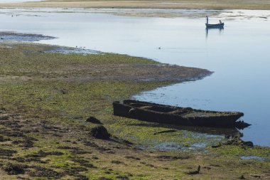 bataklıkta yosun kaplı eski tekne