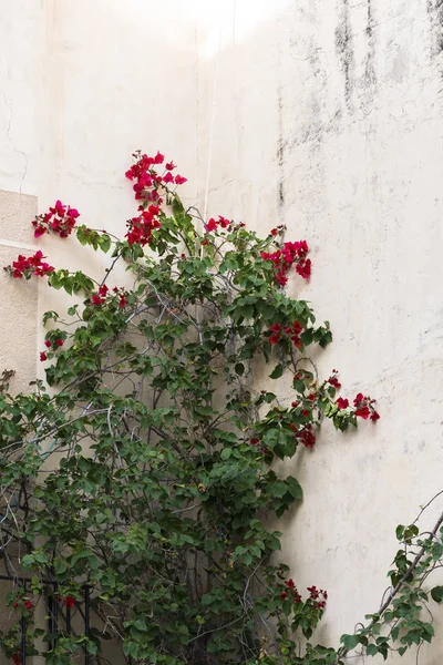 Green Bush Red Blooming Flowers Building Corner — Stock Photo, Image
