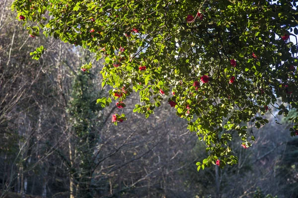 Grünes Laub Mit Rot Blühenden Blüten Gegenlicht — Stockfoto