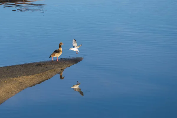 Pato Gaviota Orilla Con Reflejo Agua — Foto de Stock