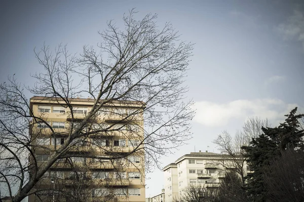 Rami Alberi Nudi Edifici Residenziali — Foto Stock