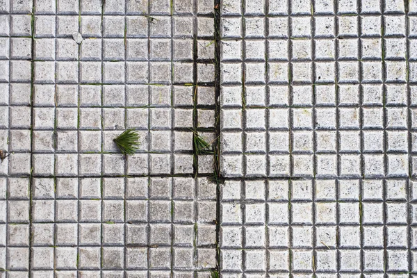 通りのタイルのモミの木の針 — ストック写真
