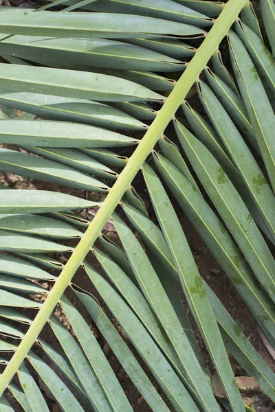 Крупним Планом Знімок Зеленого Пальмового Листа — стокове фото