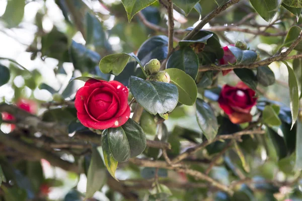 Красные Цветы Розы Цветущие Кусте — стоковое фото