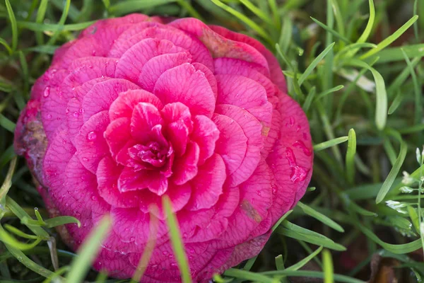 Розовый Цветок Капли Росы Траве — стоковое фото