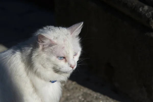 Primer Plano Disparo Gato Blanco Luz Del Sol Brillante —  Fotos de Stock