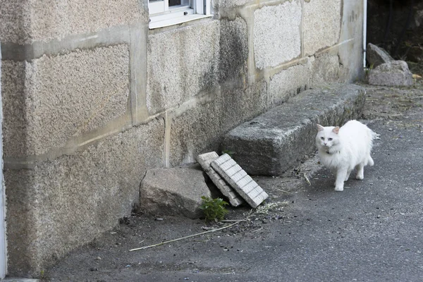 Bílá Kočka Kráčí Fasádou Budovy — Stock fotografie