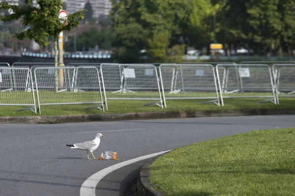 Seagull Asfaltväg Starkt Solljus — Stockfoto