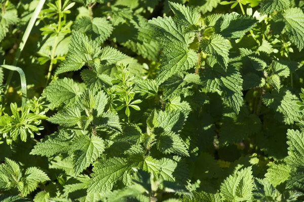 Grüne Blätter Der Brennnesseln Feld Bei Sonnenschein Nahsicht — Stockfoto