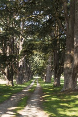 Her iki tarafta büyük sedir ile Fransız kırsal Yolu