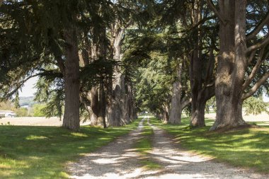 Her iki tarafta büyük sedir ile Fransız kırsal Yolu