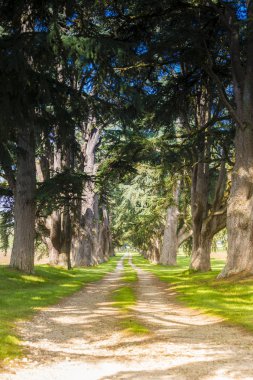 Her iki tarafta büyük sedir ile Fransız kırsal Yolu