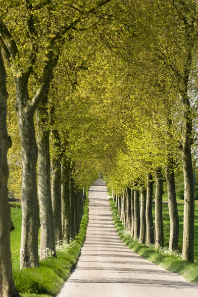 Highway France Flanked Large Platanus Hispanica — Stock Photo, Image