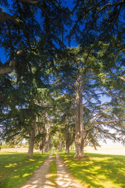 Her iki tarafta büyük sedir ile Fransız kırsal Yolu