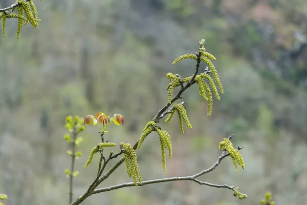 Перші Весняні Бутони Листяних Дерев — стокове фото
