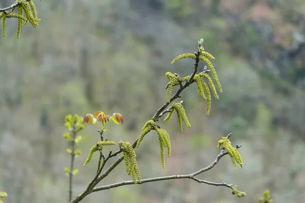 Primeras Yemas Árboles Caducifolios — Foto de Stock