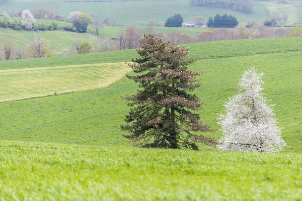 フランスの田舎の春の風景 — ストック写真