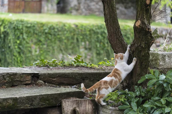 Kot Ostrzy Paznokcie Pniu Drzewa — Zdjęcie stockowe