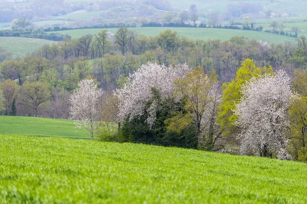 フランスの田舎の春の風景 — ストック写真