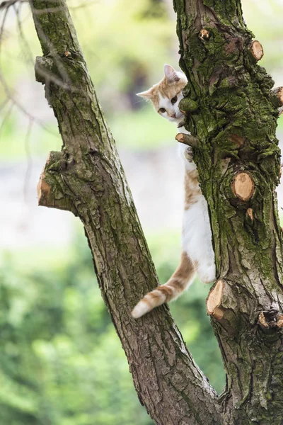 Kotek Próbuje Wspiąć Się Pień Drzewa — Zdjęcie stockowe