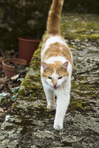 Gatito Caminando Través Una Pared Piedra —  Fotos de Stock