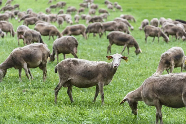 Malescombes France April 2017 Detail Large Flock Sheep Meadow Green — Stock Photo, Image