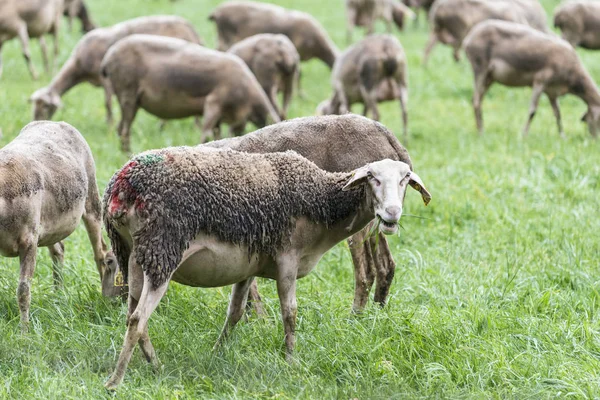 Malescombes Francia Aprile 2017 Particolare Grande Gregge Pecore Prato Erba — Foto Stock