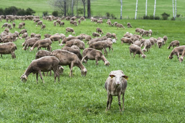 Malescombes Francia Aprile 2017 Particolare Grande Gregge Pecore Prato Erba — Foto Stock